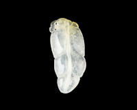 Jadeite (type-A) leaf